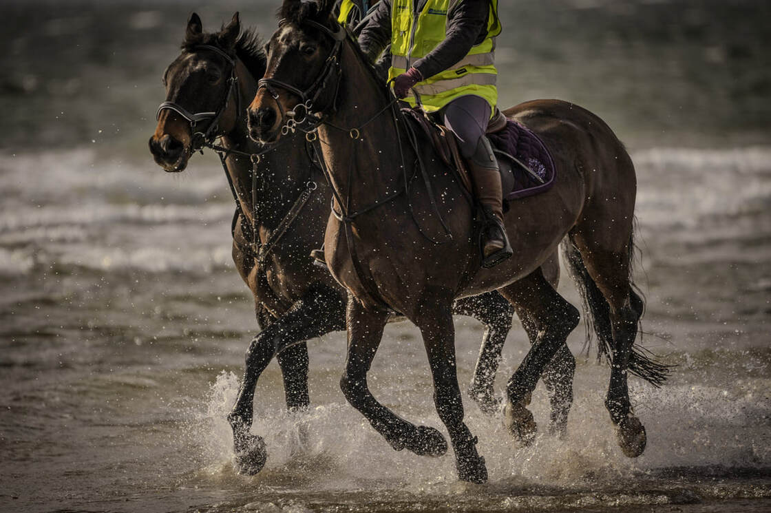 Two chestnut horses are galloping side by side along the Irvine shoreline with sea spray stirred up from their hooves.